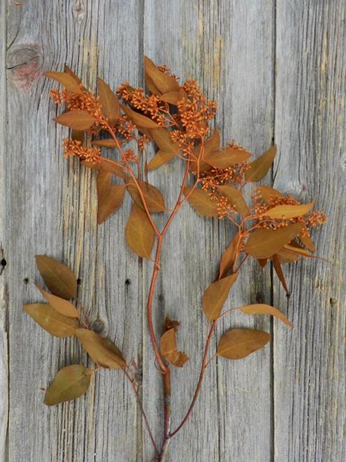 ORANGE TINTED SEEDED EUCALYPTUS